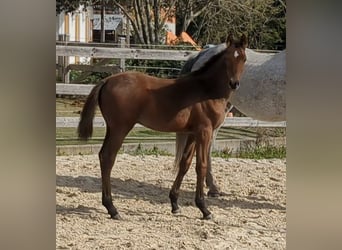 German Sport Horse, Stallion, Foal (05/2026), Brown