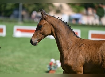 German Sport Horse, Stallion, Foal (05/2025), Brown