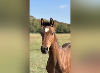 German Sport Horse, Stallion, Foal (05/2025), Brown