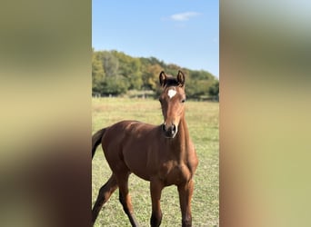 German Sport Horse, Stallion, Foal (05/2025), Brown