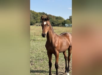 German Sport Horse, Stallion, Foal (05/2025), Brown