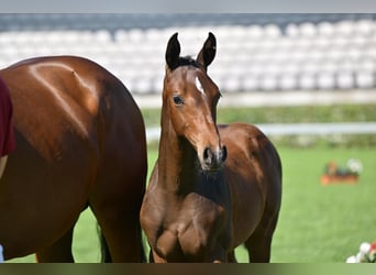 German Sport Horse, Stallion, Foal (04/2025), Brown