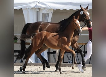German Sport Horse, Stallion, , Brown