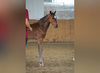 German Sport Horse, Stallion, Foal (05/2023), Brown