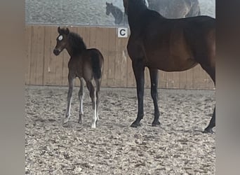 German Sport Horse, Stallion, Foal (05/2023), Brown