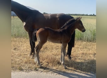 German Sport Horse, Stallion, Foal (05/2023), Brown