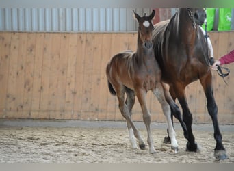 German Sport Horse, Stallion, Foal (05/2023), Brown