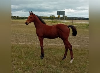 German Sport Horse, Stallion, Foal (04/2025), Brown German Sport Horse, Stallion, Foal (04/2025), Brown