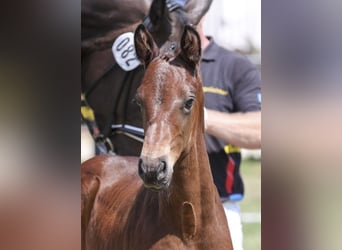 German Sport Horse, Stallion, Foal (05/2025), Brown