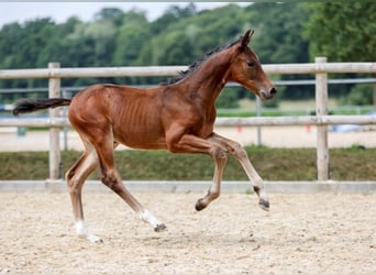 German Sport Horse, Stallion, Foal (06/2025), Brown