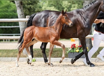 German Sport Horse, Stallion, Foal (06/2025), Brown