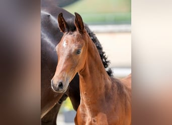 German Sport Horse, Stallion, Foal (06/2025), Brown