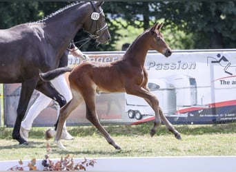 German Sport Horse, Stallion, Foal (05/2025), Brown