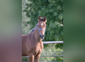German Sport Horse, Stallion, Foal (01/2025), Brown