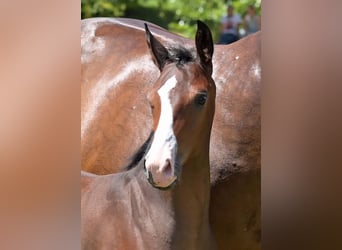 German Sport Horse, Stallion, Foal (04/2025), Brown