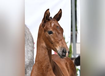 German Sport Horse, Stallion, Foal (05/2025), Brown