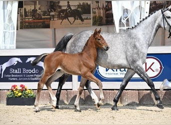 German Sport Horse, Stallion, Foal (05/2025), Brown