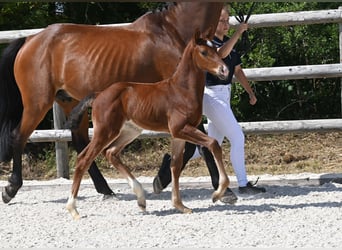 German Sport Horse, Stallion, Foal (06/2025), Brown