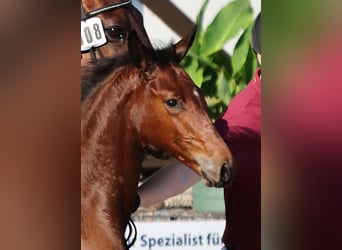 German Sport Horse, Stallion, Foal (04/2025), Brown