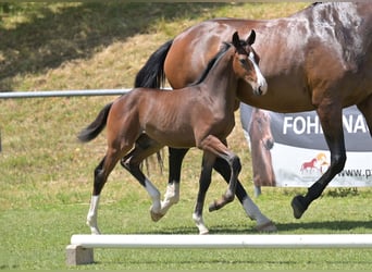 German Sport Horse, Stallion, Foal (04/2025), Brown