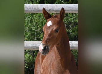 German Sport Horse, Stallion, Foal (06/2025), Brown