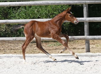 German Sport Horse, Stallion, Foal (06/2025), Brown