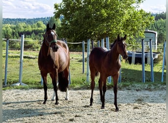 German Sport Horse, Stallion, Foal (03/2026), Brown
