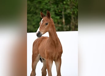 German Sport Horse, Stallion, Foal (07/2025), Brown