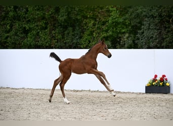 German Sport Horse, Stallion, Foal (07/2025), Brown