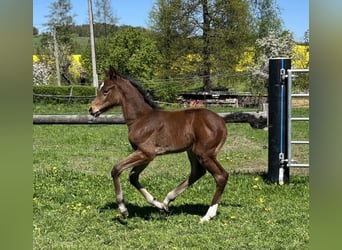 German Sport Horse, Stallion, , Brown