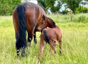 German Sport Horse, Stallion, Foal (05/2024), Brown