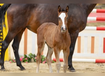 German Sport Horse, Stallion, Foal (06/2026), Brown
