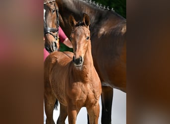 German Sport Horse, Stallion, Foal (03/2026), Brown