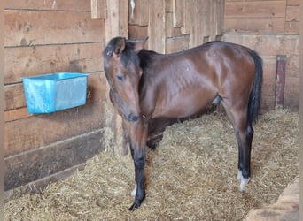 German Sport Horse, Stallion, Foal (03/2026), Brown
