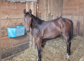 German Sport Horse, Stallion, Foal (03/2026), Brown