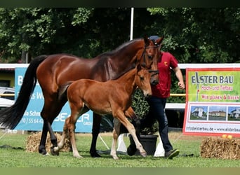 German Sport Horse, Stallion, Foal (04/2023), Brown