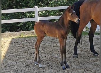 German Sport Horse, Stallion, , Brown