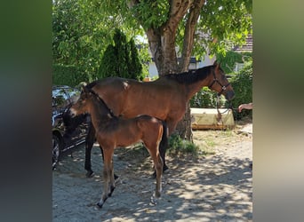German Sport Horse, Stallion, , Brown