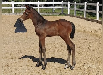 German Sport Horse, Stallion, , Brown