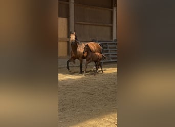 German Sport Horse, Stallion, Foal (07/2026), Brown