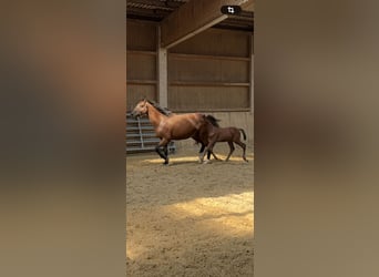 German Sport Horse, Stallion, Foal (07/2026), Brown