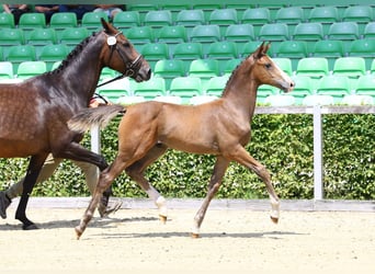 German Sport Horse, Stallion, Foal (04/2024), Brown