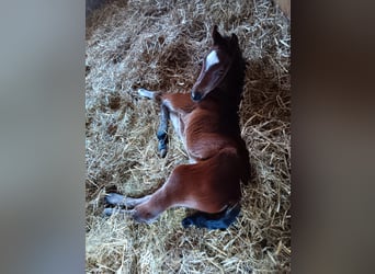 German Sport Horse, Stallion, Foal (03/2026), Brown