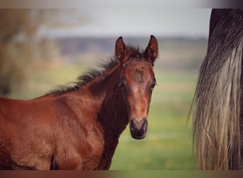 German Sport Horse, Stallion, Foal (03/2024), Can be white