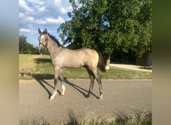 German Sport Horse, Stallion, Foal (04/2026), Can be white