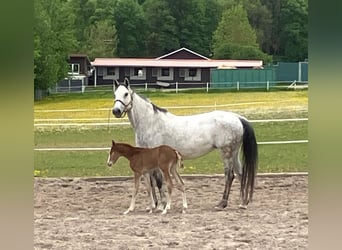 German Sport Horse, Stallion, , Can be white