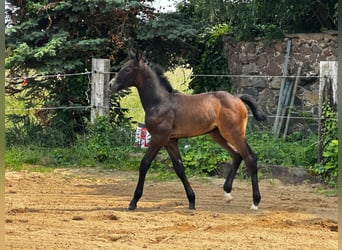 German Sport Horse, Stallion, Foal (05/2025), Can be white