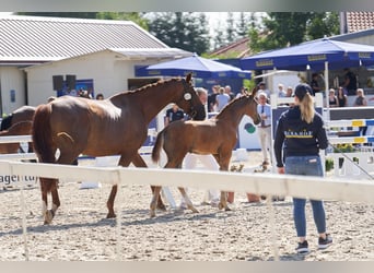 German Sport Horse, Stallion, Foal (05/2026), Can be white