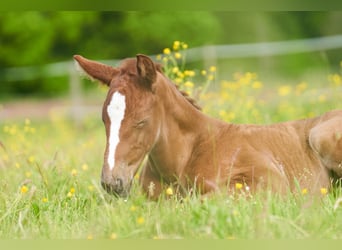 German Sport Horse, Stallion, Foal (05/2026), Can be white