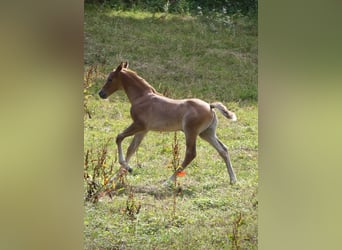 German Sport Horse, Stallion, Foal (07/2026), Can be white